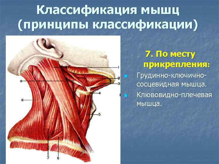 Классификация мышц (принципы классификации) 7. По месту прикрепления: n n Грудинно-ключичнососцевидная мышца. Клювовидно-плечевая мышца.