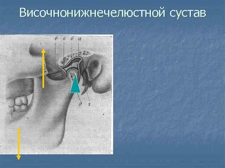 Височнонижнечелюстной сустав 