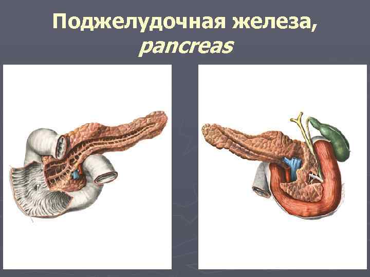 Поджелудочная железа, pancreas 