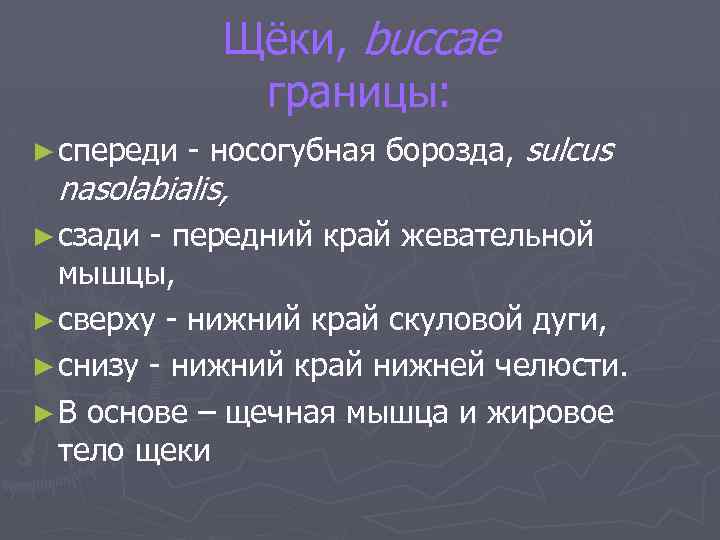 Щёки, buccae границы: ► спереди - носогубная борозда, sulcus nasolabialis, ► сзади - передний