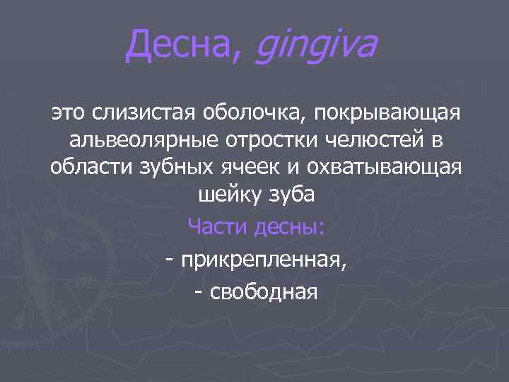 Десна, gingiva это слизистая оболочка, покрывающая альвеолярные отростки челюстей в области зубных ячеек и