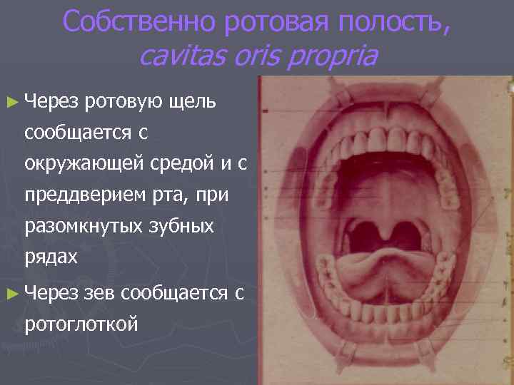 Собственно ротовая полость, cavitas oris propria ► Через ротовую щель сообщается с окружающей средой