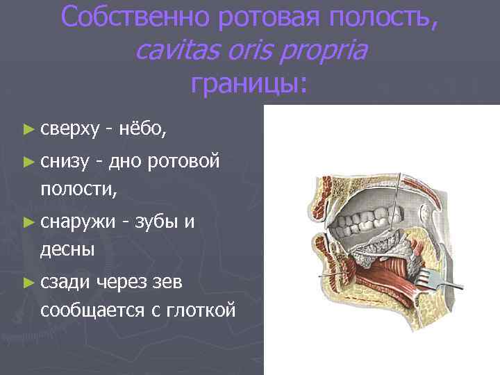 Собственно ротовая полость, cavitas oris propria границы: ► сверху - нёбо, ► снизу -