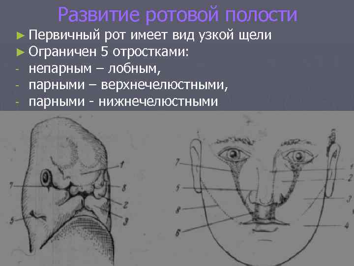 Развитие ротовой полости ► Первичный рот имеет вид узкой ► Ограничен 5 отростками: -