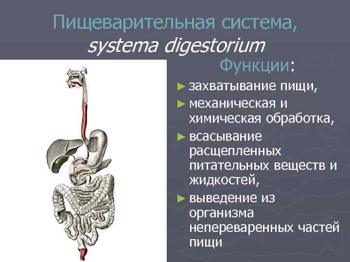 Пищеварительная система, systema digestorium Функции: ► захватывание пищи, ► механическая и химическая обработка, ►