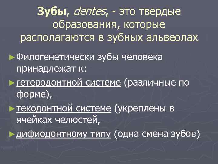 Зубы, dentes, - это твердые образования, которые располагаются в зубных альвеолах ► Филогенетически зубы