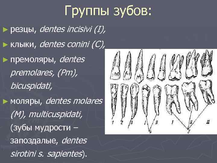 Группы зубов: ► резцы, dentes incisivi (I), ► клыки, dentes conini (C), dentes premolares,