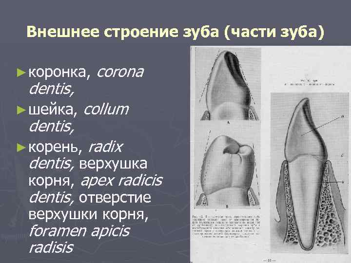 Внешнее строение зуба (части зуба) ► коронка, dentis, ► шейка, dentis, corona collum ►