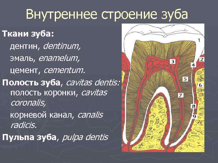 Надкостница зуба. Внутреннее строение зуба эмаль дентин пульпа. Строение пульпы зуба полость. Строение зуба эмаль дентин цемент пульпа.