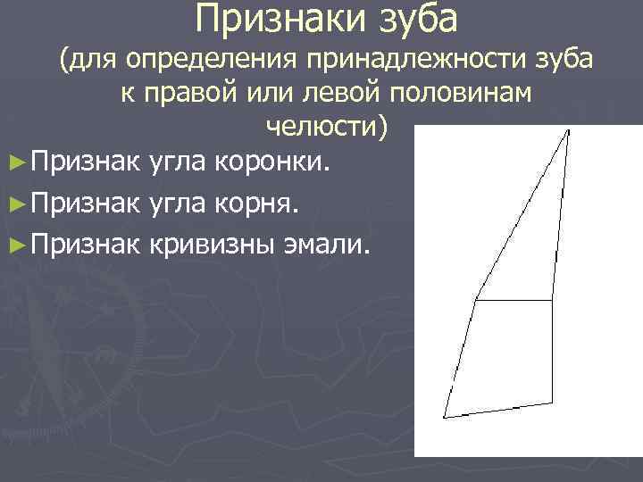 Признаки зуба (для определения принадлежности зуба к правой или левой половинам челюсти) ► Признак