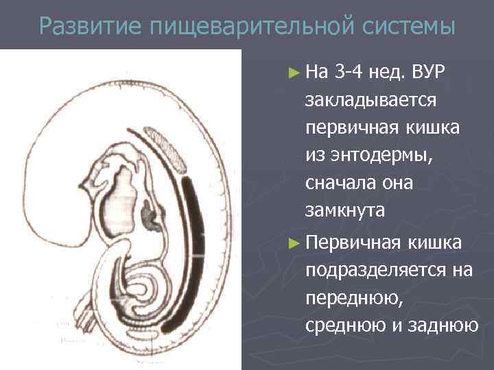 Развитие пищеварительной системы ► На 3 -4 нед. ВУР закладывается первичная кишка из энтодермы,