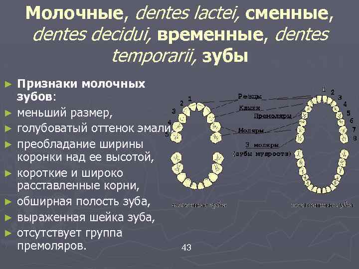 Молочные, dentes lactei, сменные, dentes decidui, временные, dentes temporarii, зубы Признаки молочных зубов: ►