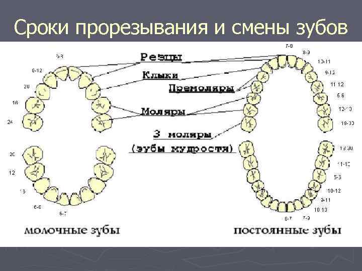 Сроки прорезывания и смены зубов 