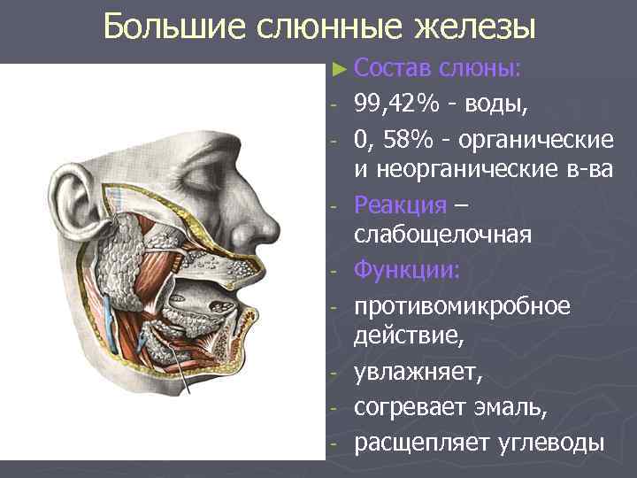 Слюнные железы где находятся у человека схема расположения женщин фото