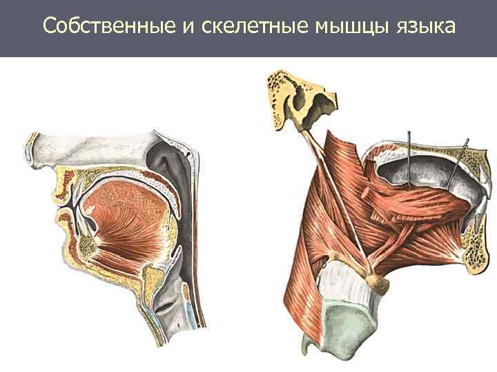 Собственные и скелетные мышцы языка 