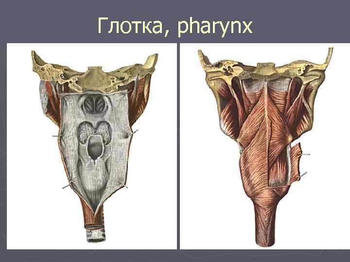 Глотка, pharynx 