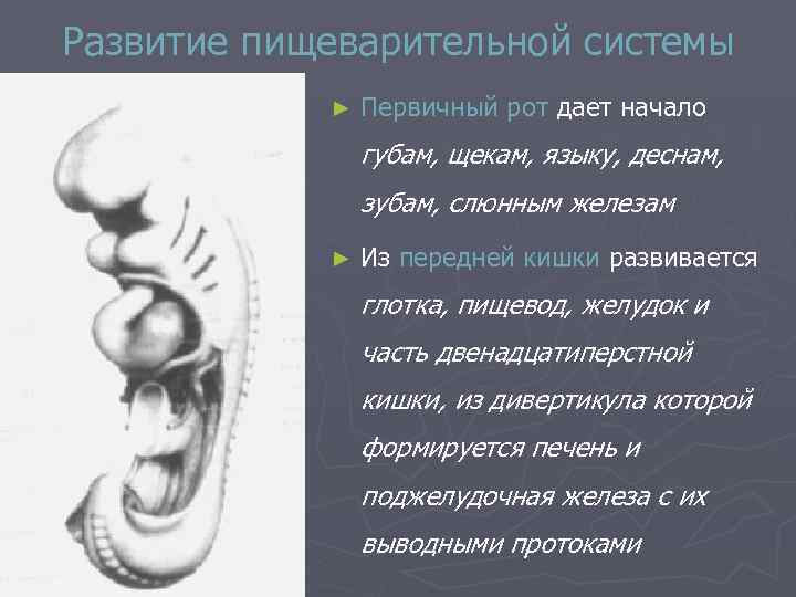 Развитие пищеварительной системы ► Первичный рот дает начало губам, щекам, языку, деснам, зубам, слюнным