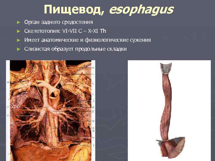 Пищевод, esophagus ► Орган заднего средостения ► Скелетотопия: VI-VII C – X-XI Th ►