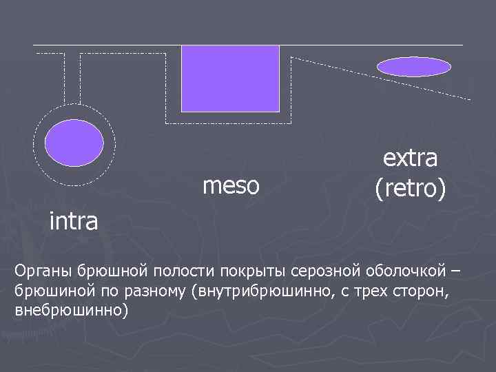 meso extra (retro) intra Органы брюшной полости покрыты серозной оболочкой – брюшиной по разному