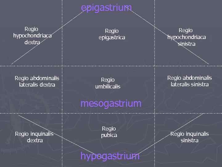 epigastrium Regio hypochondriaca dextra Regio abdominalis lateralis dextra Regio epigastrica Regio umbilicalis Regio hypochondriaca