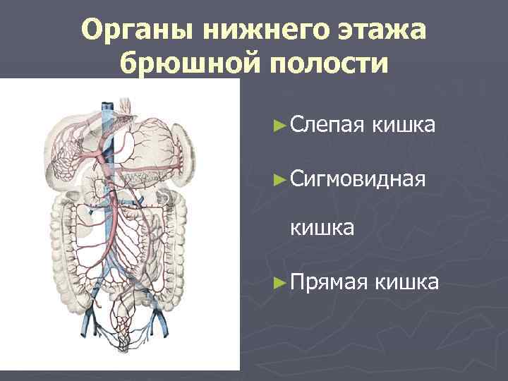 Органы нижнего этажа брюшной полости ► Слепая кишка ► Сигмовидная кишка ► Прямая кишка