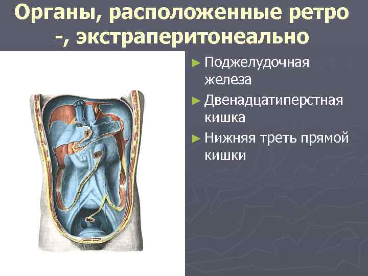 Органы, расположенные ретро -, экстраперитонеально ► Поджелудочная железа ► Двенадцатиперстная кишка ► Нижняя треть