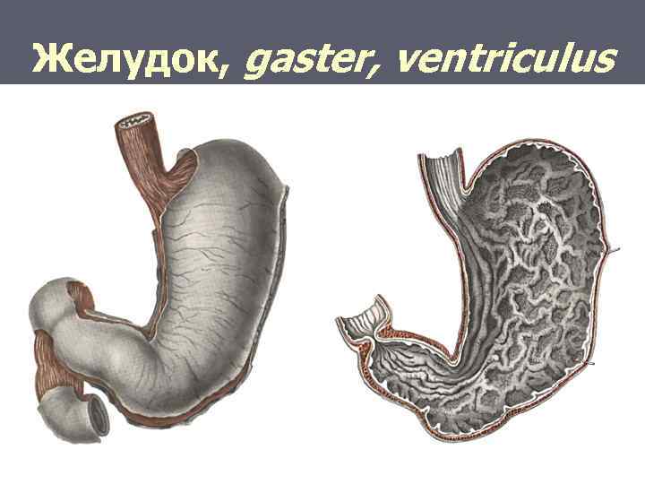 Желудок, gaster, ventriculus 