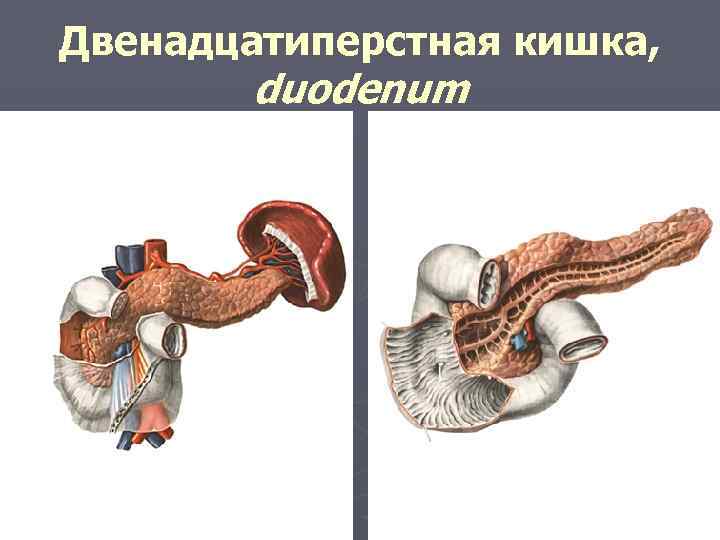 Двенадцатиперстная кишка, duodenum 