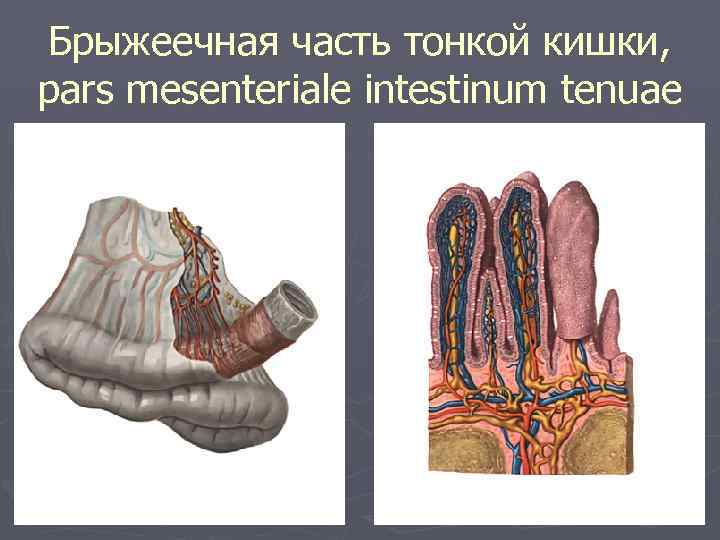 Брыжейка тонкой кишки где находится у человека фото