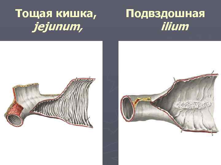 Тощая кишка рисунок