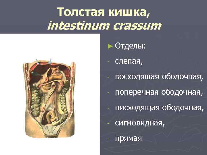 Толстая кишка, intestinum crassum ► Отделы: - слепая, - восходящая ободочная, - поперечная ободочная,