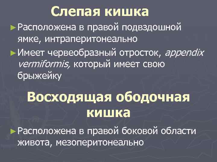 Слепая кишка ► Расположена в правой подвздошной ямке, интраперитонеально ► Имеет червеобразный отросток, appendix