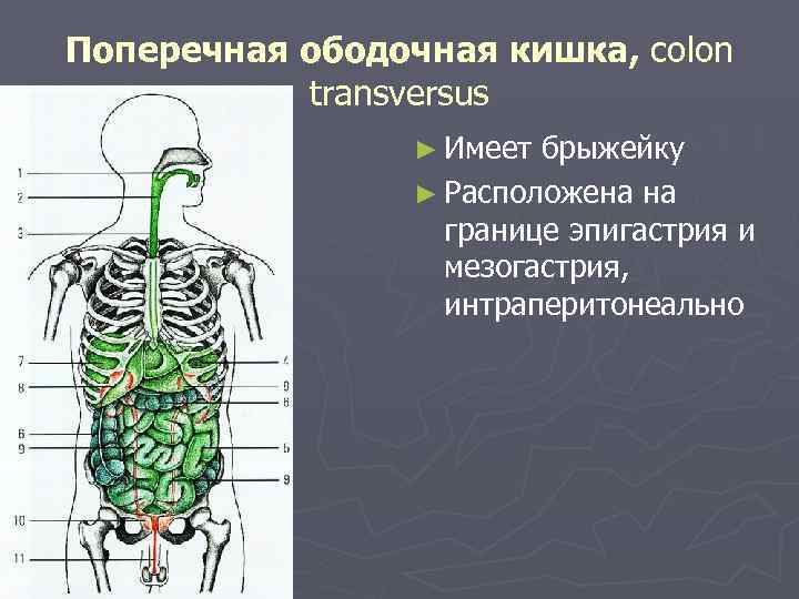 Поперечная ободочная кишка, colon transversus ► Имеет брыжейку ► Расположена на границе эпигастрия и