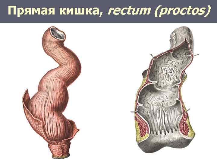 Прямая кишка, rectum (proctos) 