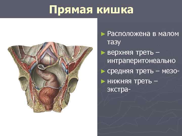 Прямая кишка ► Расположена в малом тазу ► верхняя треть – интраперитонеально ► средняя