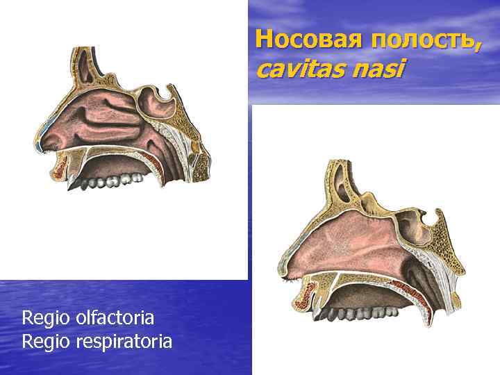 Носовая полость, cavitas nasi Regio olfactoria Regio respiratoria 