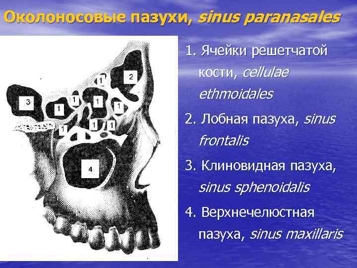 Околоносовые пазухи, sinus paranasales 1. Ячейки решетчатой кости, cellulae ethmoidales 2. Лобная пазуха, sinus