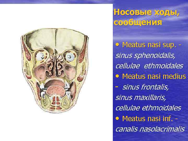 Носовые ходы, сообщения • Meatus nasi sup. sinus sphenoidalis, cellulae ethmoidales • Meatus nasi