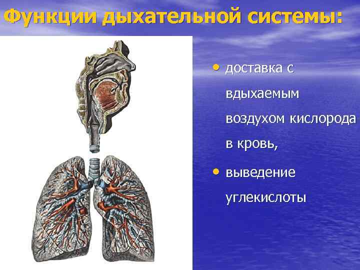 Функции дыхательной системы: • доставка с вдыхаемым воздухом кислорода в кровь, • выведение углекислоты