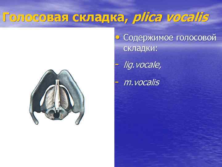 Голосовая складка, plica vocalis • Содержимое голосовой складки: - lig. vocale, - m. vocalis
