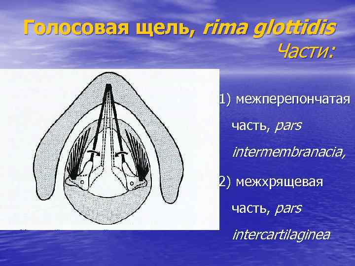 Голосовая щель, rima glottidis Части: 1) межперепончатая часть, pars intermembranacia, 2) межхрящевая часть, pars