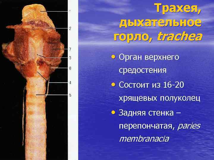 Трахея, дыхательное горло, trachea • Орган верхнего средостения • Состоит из 16 -20 хрящевых