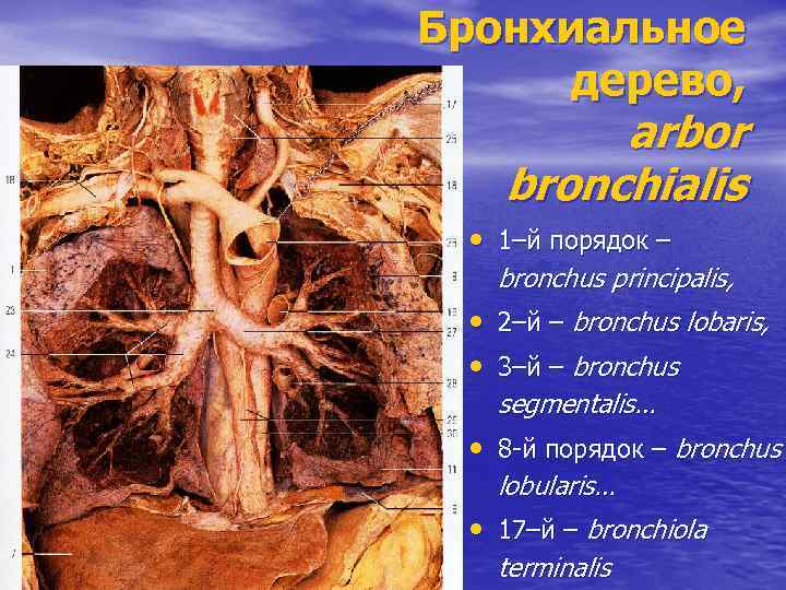 Бронхиальное дерево, arbor bronchialis • 1–й порядок – bronchus principalis, • • 2–й –