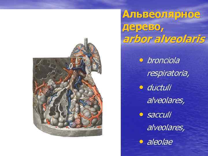 Альвеолярное дерево, arbor alveolaris • bronciola respiratoria, • ductuli alveolares, • sacculi alveolares, •