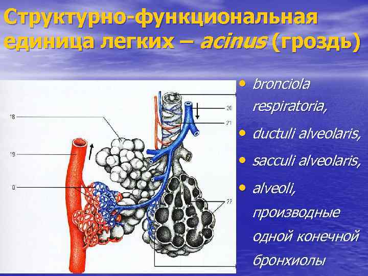 Структурно-функциональная единица легких – acinus (гроздь) • bronciola respiratoria, • ductuli alveolaris, • sacculi