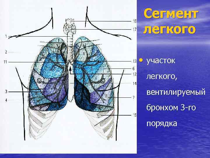 Сегмент легкого • участок легкого, вентилируемый бронхом 3 -го порядка 