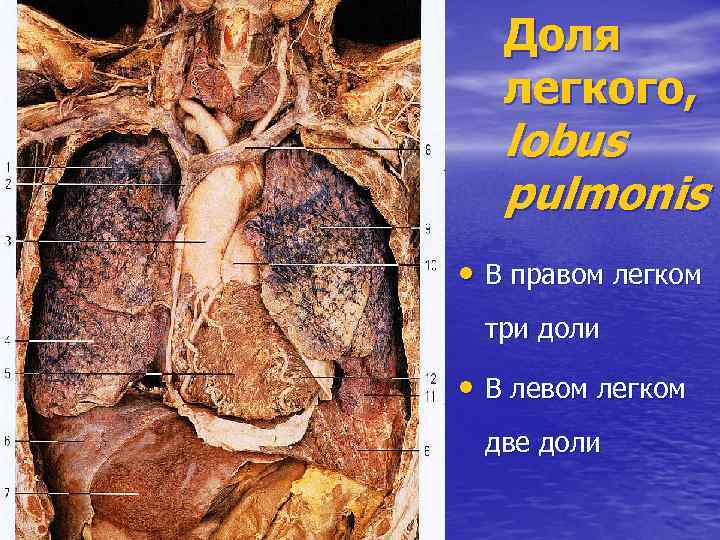 Доля легкого, lobus pulmonis • В правом легком три доли • В левом легком