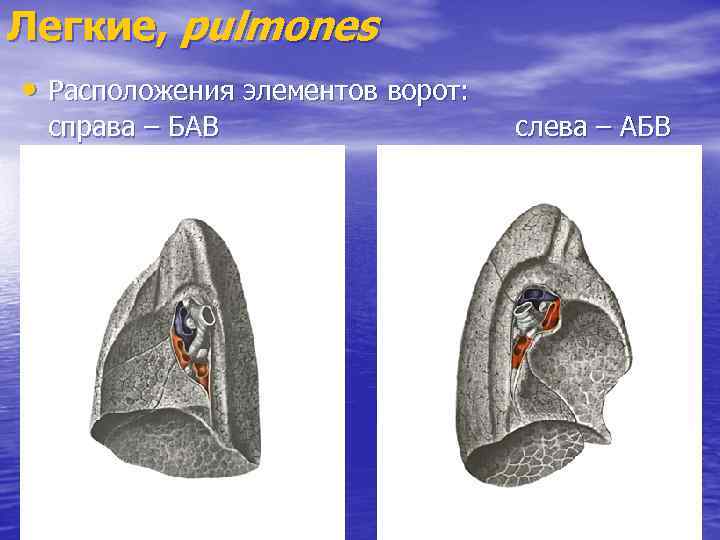 Легкие, pulmones • Расположения элементов ворот: справа – БАВ слева – АБВ 