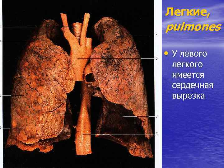 Легкие, pulmones • У левого легкого имеется сердечная вырезка 