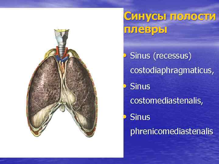 Синусы полости плевры • Sinus (recessus) costodiaphragmaticus, • Sinus costomediastenalis, • Sinus phrenicomediastenalis 